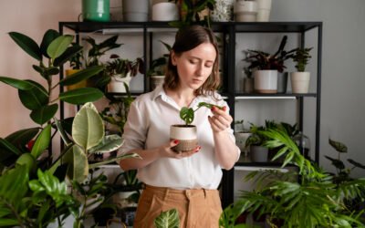 Beginners to Booming Indoor Plants