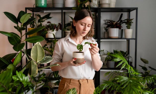 Beginners to Booming Indoor Plants