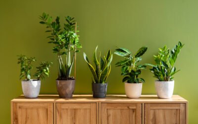 Green Your Space: Indoor Plants to Beautify Your Home Decor