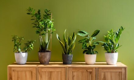 Green Your Space: Indoor Plants to Beautify Your Home Decor