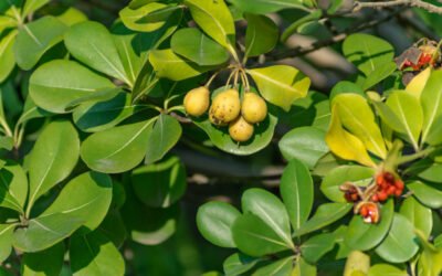 Bel Fruit in Summer: The Perfect Heat Buster