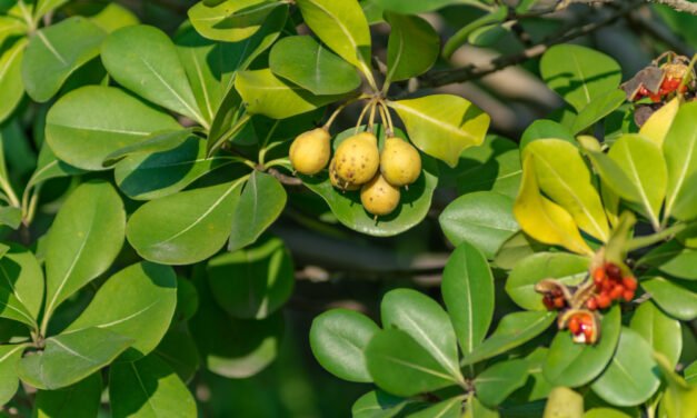 Bel Fruit in Summer: The Perfect Heat Buster