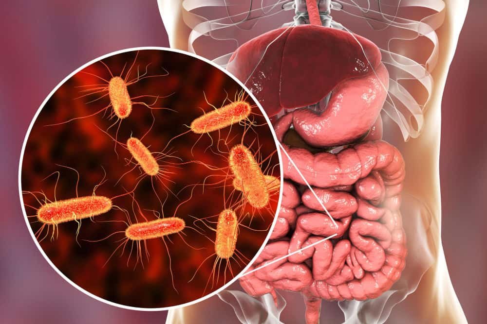 Gut microbiome and healthy digestive system